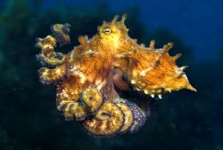 I followed this small octopus for a wile and it changed i... by João Paulo Krajewski 